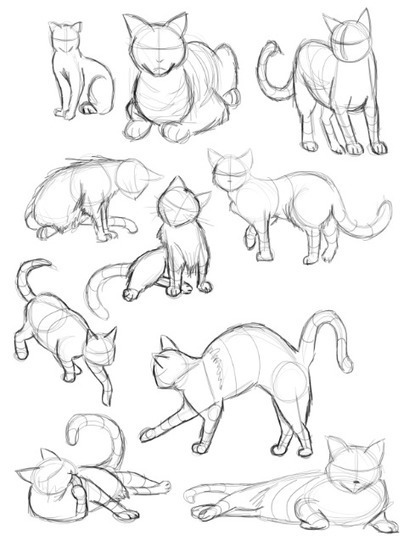 Cat Gestures Drawing Reference Guide