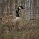 De nouvelles r&egrave;gles pour les nuisibles en 2012 | Enviro2B | Plan&egrave;te, Nature et Biodiversit&eacute; | Scoop.it