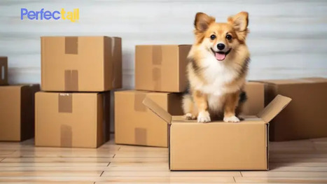 Why Choose a Pet Relocation Company Service | Discover Best Pet Care Services in Delhi Pune Gurgaon Noida | Scoop.it