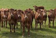 Bovins viande : la FNB rappelle que la situation des éleveurs demeure critique | SCIENCES DE L' ANIMAL | Scoop.it