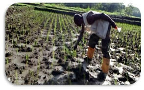 GUINEA: New CHAP Collaboration, the FEED La Guinea" SRI Program, Begins in Kalalo | SRI Global News: Nov. 2023 - Jan. 2024 **sririce.org -- System of Rice Intensification | Scoop.it