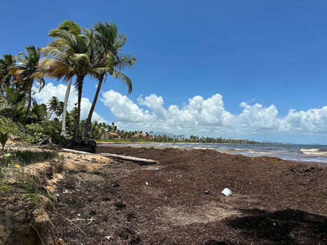NOAA Supports Sargassum Response In Puerto Rico | Coastal Restoration | Scoop.it