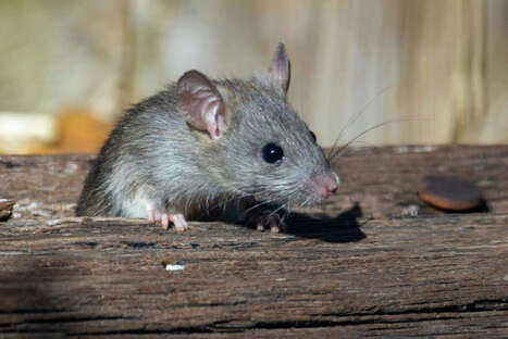 What Rats Can Teach Us About Empathy | Empathy Movement Magazine | Scoop.it