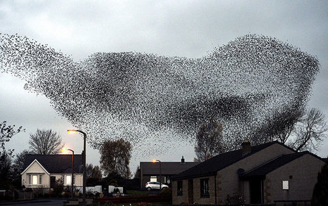 Breathtaking Murmurations of Starlings | Human Interest | Scoop.it