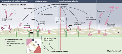 The ecology of bacterial attachment to phytoplankton | Nmb | RMH | Scoop.it