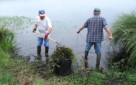 Biscarrosse (40) : les bénévoles se mobilisent contre les plantes invasives  | Landes | Scoop.it