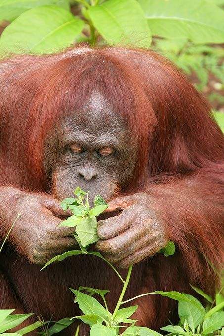 Face à la déforestation, l’orang-outan opte pour la marche à pied | Koter Info - La Gazette de LLN-WSL-UCL | Scoop.it