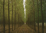 This week's featured TIMO: Greenwood Resources | Timberland Investment | Scoop.it