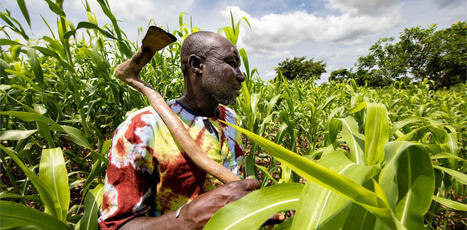 Photoreportage : Au Burkina Faso, un laboratoire à ciel ouvert pour la transition agroécologique | Agroecologie et Systèmes Alimentaires Durables | Scoop.it