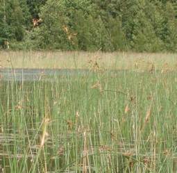 Tavallisimmat vesikasvit | 1Uutiset - Lukemisen t&auml;hden | Scoop.it