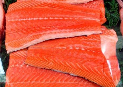 Genetically modified salmon cleared for human consumption | Coastal Restoration | Scoop.it