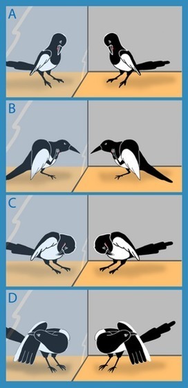 Mirror-Induced Behavior in the Magpie (Pica pica): Evidence of Self-Recognition | Empathy and Animals | Scoop.it