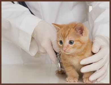 Pet Care Services Scoop It