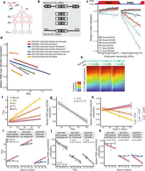 Cell division drives DNA methylation loss in late-replicating domains in primary human cells | Amazing Science | Scoop.it