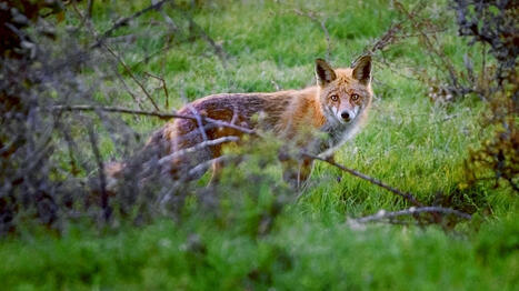 Martre, pie, renard... ces animaux échappent au statut d'espèce nuisible dans certains départements | Biodiversité | Scoop.it