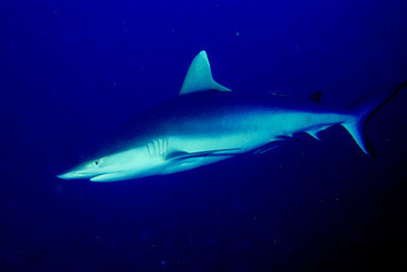 Madagascar Creates Shark Park - Wildlife Conservation Society | Sandy Beach Ecology & Management | Scoop.it
