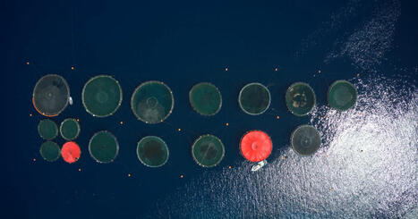 Can aquaculture and tourism be compatible in GREECE? | CIHEAM Press Review | Scoop.it