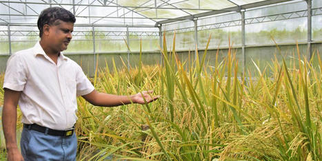OGM : les Philippines vont produire du « riz doré », censé combattre la cécité infantile | Questions de développement ... | Scoop.it