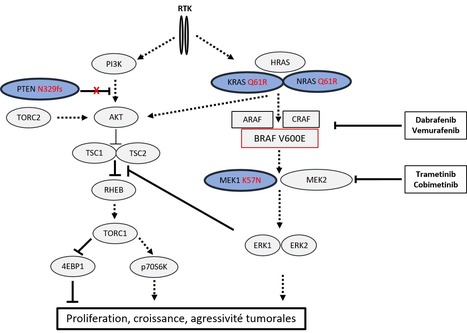 Mécanismes moléculaires de résistance aux inhibiteurs de BRAF et MEK chez les patients atteints d’un cancer bronchique avec mutation BRAFV600E | Life Sciences Université Paris-Saclay | Scoop.it