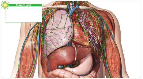 Visible Body | 3D Human Anatomy | Simulation in Health Sciences Education | Scoop.it