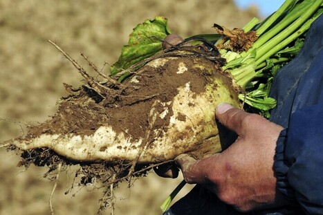 Opposés aux pesticides, des betteraviers lancent leur propre sucrerie bio | Les Colocs du jardin | Scoop.it
