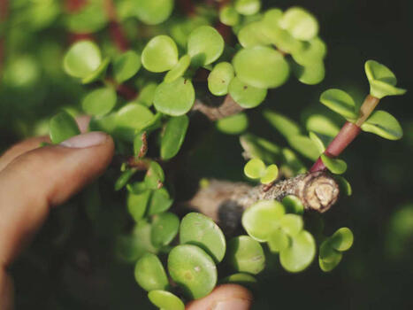 There's A UN-Backed Spekboom Boom That's Reshaping Karoo Farms And Fuelling Restoration | Biodiversity, Climate Change, Environment, Conservation, Forestry, Fisheries, Oceans and Coasts | Scoop.it