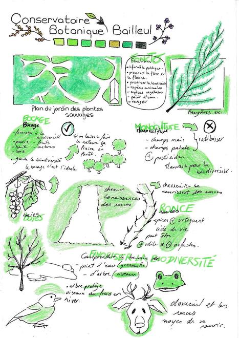 Visite du Conservatoire Botanique de Bailleul : sketchnote 1ère STD2A | Les news des lycées Saint-Vincent-de-Paul et Notre-Dame du Sacré-Coeur de Loos | Scoop.it
