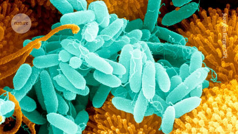Microbe that infests hospitals can digest medical-grade plastic ― a first | Bioscience News - GEG Tech top picks | Scoop.it
