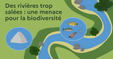 Pourquoi certaines rivi&egrave;res deviennent sal&eacute;es en Europe ? Notre environnement | Biodiversit&eacute; | Scoop.it