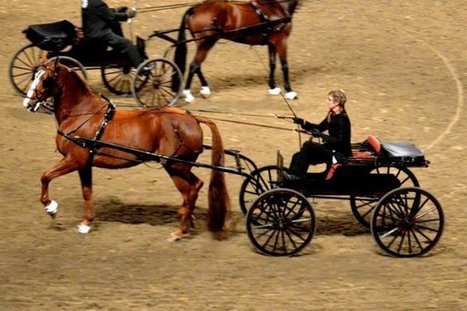 Winter fair & Horse Show | Salon du Cheval | Scoop.it