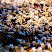 Parasitic flies turn bees into zombies before wiping them out completely | Science News | Scoop.it