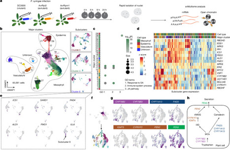 Nature: A rare PRIMER cell state in plant immunity (2025) | Publications from The Sainsbury Laboratory | Scoop.it