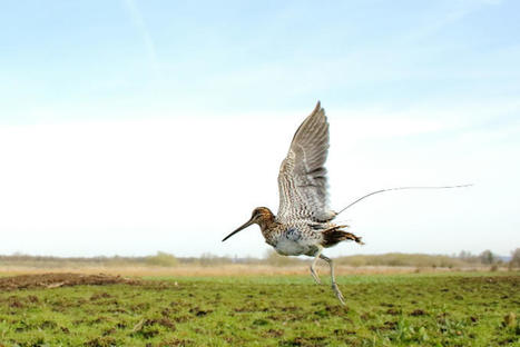 [Migration en cours] Suivez chaque semaine le voyage remarquable des bécassines ! | Biodiversité | Scoop.it