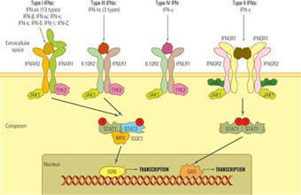 Frontiers | Role of interferons in the antiviral battle: from virus-host crosstalk to prophylactic and therapeutic potential in SARS-CoV-2 infection | Immunology | Scoop.it