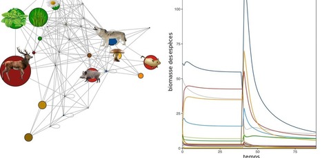 Modéliser la nature à l’aide de superordinateurs, ça sert à quoi ? | Biodiversité | Scoop.it