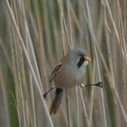 Le printemps en Camargue | Camargue Nature | Scoop.it