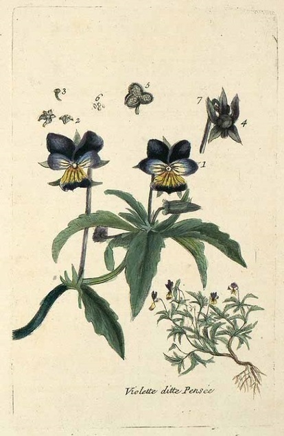 La pensée sauvage (Viola tricolor) | La Cabane aux Arômes | Scoop.it