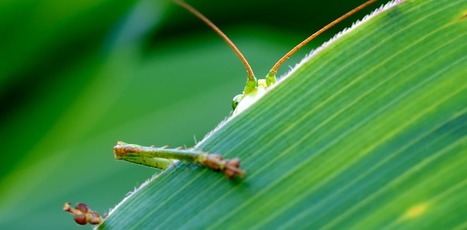 Biodiversit&eacute; en ville&nbsp;: verdir n&rsquo;est pas tout | Vari&eacute;t&eacute;s entomologiques | Scoop.it