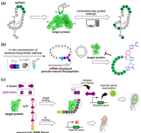 Engineering ribosomally synthesized and post-translationally modified peptide biosynthetic pathways for de novo peptides with designed structures and programmed functions | cin | RMH | Scoop.it