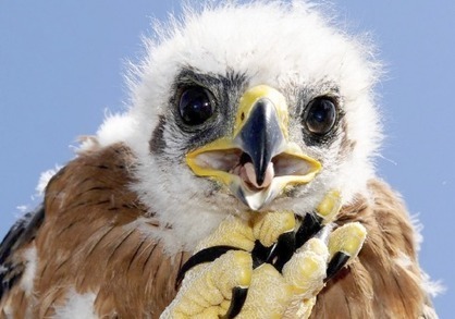 Le Parc des Alpilles obtient 1,79 million d’euros de l’Europe | wiki2d - Contribuons au développement durable en région Provence-Alpes-Côte d’Azur (PACA) | Biodiversité | Scoop.it