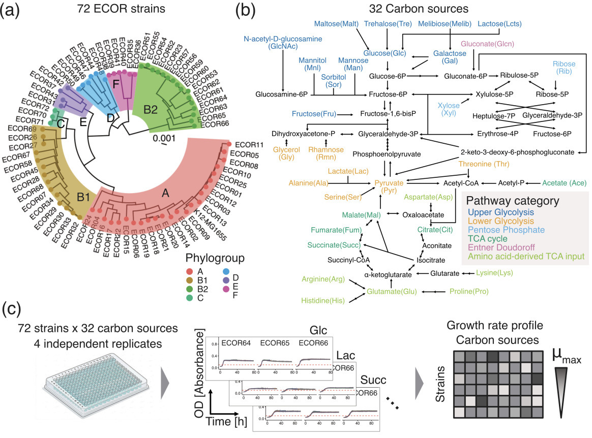 Lineage‑Independent Modular Evolution of Carbon...