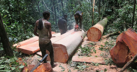 Nigeria: save Cross River State's unique forests! - Rainforest Rescue | World Science Environment Nature News | Scoop.it