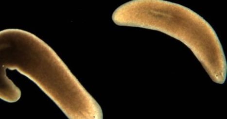 In Just 3 Days, AI Solves Biology Mystery: How Flatworms Regenerate into New Organisms | Post-Sapiens, les êtres technologiques | Scoop.it