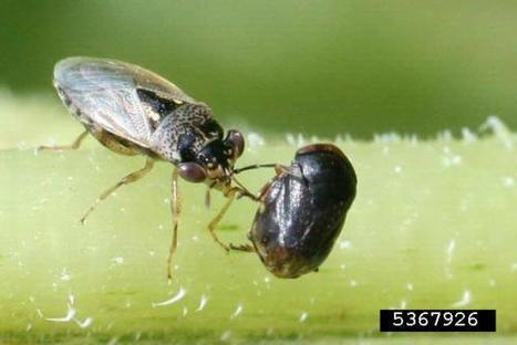 Des nouvelles des insectes : Agents insensibles au poison | EntomoNews | Scoop.it
