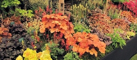 Coral Bells are Hot! | Gardening Life | Scoop.it