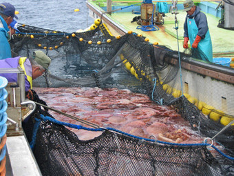 Fishy help? Controversy over Japan food aid from tainted areas — RT | The Asian Food Gazette. | Scoop.it