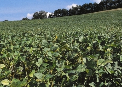 : Pour une filière forte des protéines végétales françaises - Campagnesetenvironnement.fr | Innovation Agro-activités et Bio-industries | Scoop.it