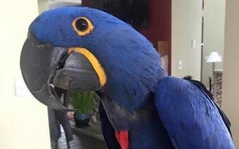 Birds For Sale Near Me - petfinder