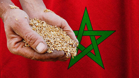 MOROCCO to subsidize wheat imports | MED-Amin network | Scoop.it