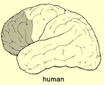 Estrogen Receptor Expression May Help Explain Why More Males Have Autism | Kinsanity | Scoop.it